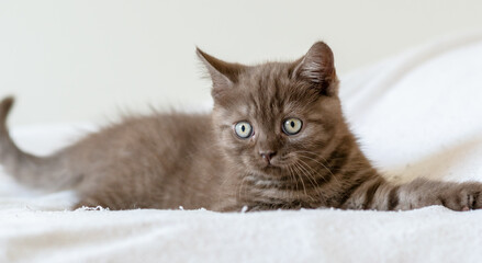 Portrait of cute  brown british short hair kitten of two months old. Selective focus.