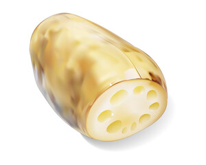 蓮根イラスト/健康食品/野菜のイラスト