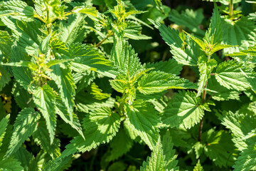 natural lighting of the frame. Wild, flower. The nettle is growing. Weed. Close-up.
