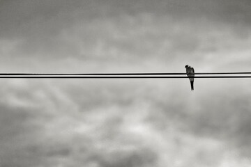 Swallow perched on power line