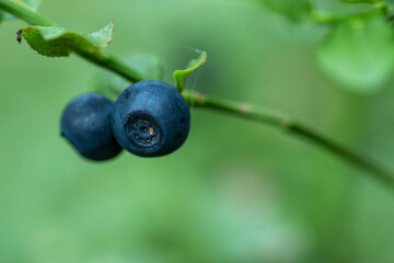 A close-up of an edible and delicious Wild blueberry (Vaccinium myrtillus) 