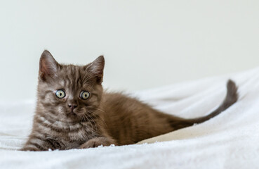 Portrait of cute  brown british short hair kitten of two months old. Selective focus.