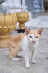 カンボジアの猫