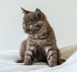 Portrait of cute  brown british short hair kitten of two months old. Selective focus.