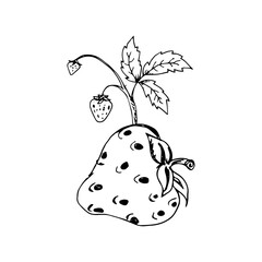 Strawberry Hand Drawn Illustration
