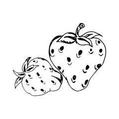 Strawberry Hand Drawn Illustration