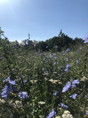 flowers in the mountains