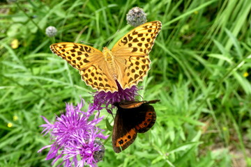 Kaisermantel butterfly sits on a pink flower, Germany