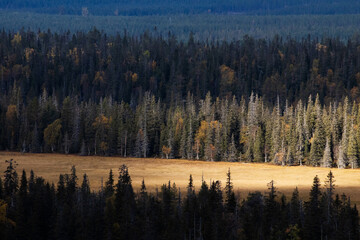 Autumn European best slope bogs in Riisitunturi National Park, Lapland, Northern Finland with sunlight. 