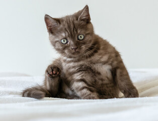 Portrait of cute  brown british short hair kitten of two months old. Selective focus.