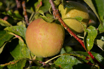 frische Äpfel vom  Baum