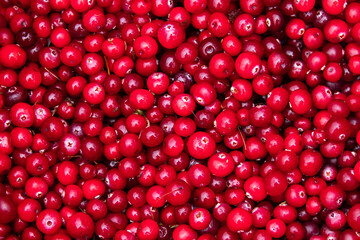 Stack of freshly picked edible and wild Cranberries (Oxycoccus palustris) during autumn season in Estonian swamp, Northern Europe. 