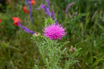Schöne Blüte einer lila Distel vor anderen Wildblumen im Hintergrund
