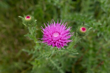 Lila Distel mit einer vollen Blüte und zwei Knospen, die sich leicht öffnen