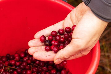 A bunch of freshly picked ripe Wild Cranberries, Oxycoccus palustris in a palm during autumn harvest time in Estonian bog, Northern Europe. 