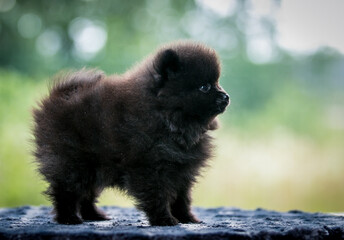 Pomeranian baby posing outside. Small pomeranian puppy.	