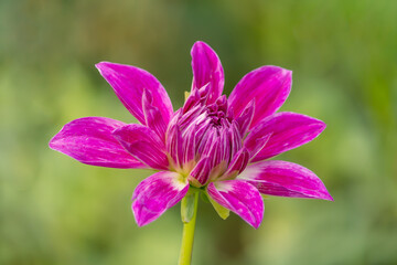 Close View Of Magenta Color Daisy Flower In The Park Over Garden Blur Background In Horizontal Frame