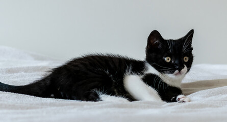 Portrait of cute bicolor british short hair kitten of two months old. Selective soft focus. black and white cat