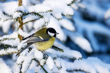 Obraz na płótnie Canvas A small and colorful songbird Great tit (Parus major) on a snowy spruce branch in a winter wonderland, coniferous boreal forest of Estonia, Northern Europe. 