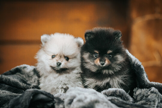 Pomeranian baby posing outside. Small pomeranian puppy.	