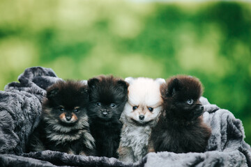 Pomeranian baby posing outside. Small pomeranian puppy.	