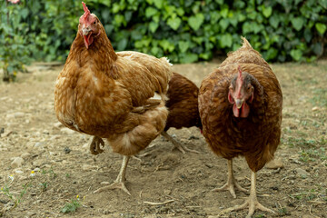 Free-range chickens walking and eating in rural terrain.
