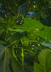 Green fig with large leaves and fruits.