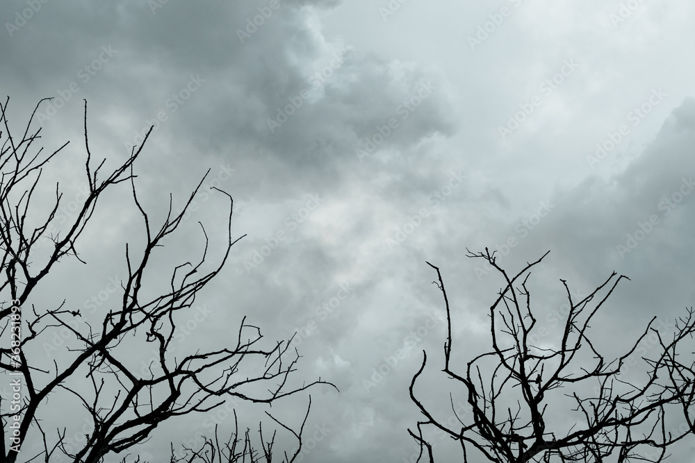 Wall mural silhouette dead tree on dark dramatic sky and gray clouds. dark sky and dead tree background for hal