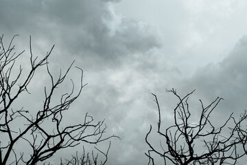 Silhouette dead tree on dark dramatic sky and gray clouds. Dark sky and dead tree background for Halloween day. Dead tree branches frame with space. Leafless tree. Background for sad and lonely moment