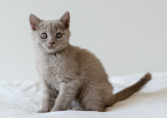 Portrait of cute lilac british short hair kitten of two months old. Selective  focus.