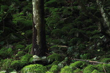 nature in Hinohara village  ,japan,tokyo