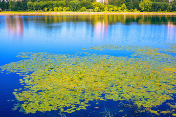 Thickets of many yellow water lilies with green leaves floating on the surface of a reservoir on a summer sunny day
