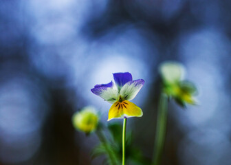 Fototapeta na wymiar Three-color violet field flower on a blurred background.