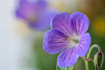 Geranium pratense, the meadow crane's-bill or meadow geranium