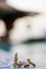 sea corals over abstract summer vacation surface at sunset sunlight