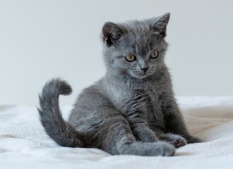 Obraz na płótnie Canvas Portrait of cute blue british short hair kitten of two months old. Selective focus.