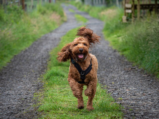 Cockapoo running on a country track in the Campsie Fells