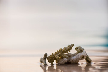 sea corals over abstract summer vacation surface at sunset sunlight