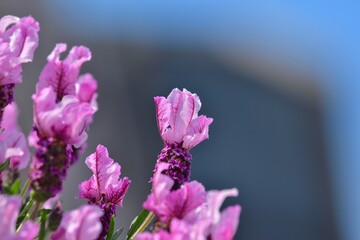 Obraz premium 青空バックに見上げる満開のラベンダーの花 