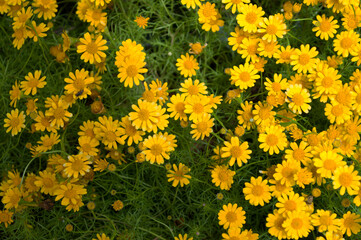 Golden yellow button flower in the nature background.yellow daisy flower in garden