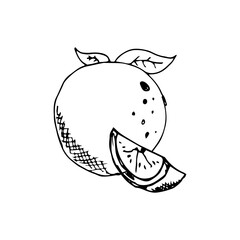 Orange Fruit Hand Drawn Illustration