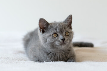 Portrait of cute blue british short hair kitten of two months old. Selective  focus.