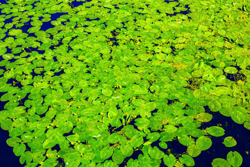 On a sunny summer day, many yellow water lilies with green leaves float on the dark surface of the reservoir