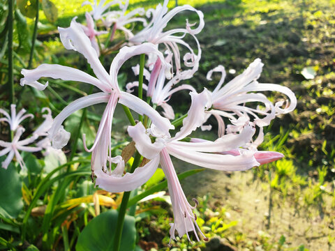 White flowers of Nerine (Agapanthus, Amaryllis) growing in the garden.