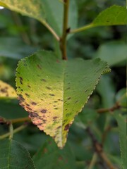 butterfly on leaf