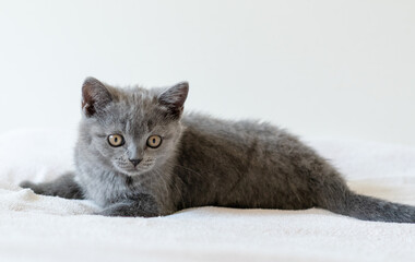 Fototapeta na wymiar Portrait of cute blue british short hair kitten of two months old. Selective focus.