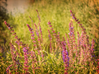 Fototapeta premium Beautiful landscape with flowers in a field, vintage photo.