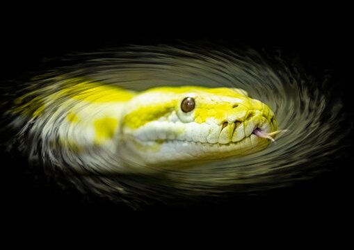 Yellow carpet Python crawling out of the dark. a terrible snake. close up. 3D effect