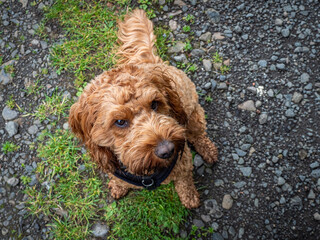 Cockapoo sitting on a country path during a walk
