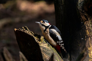 Obraz na płótnie Canvas Female great spotted woodpecker on a branch in a forest